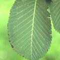 Lower surface of wych elm leaf, with no ozone injury